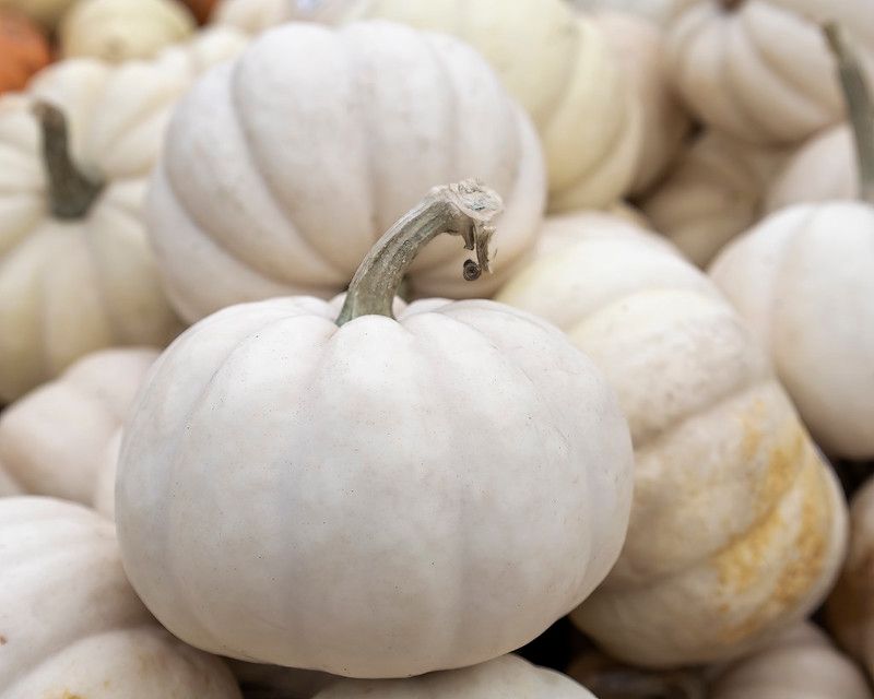 Casperita Pumpkin
