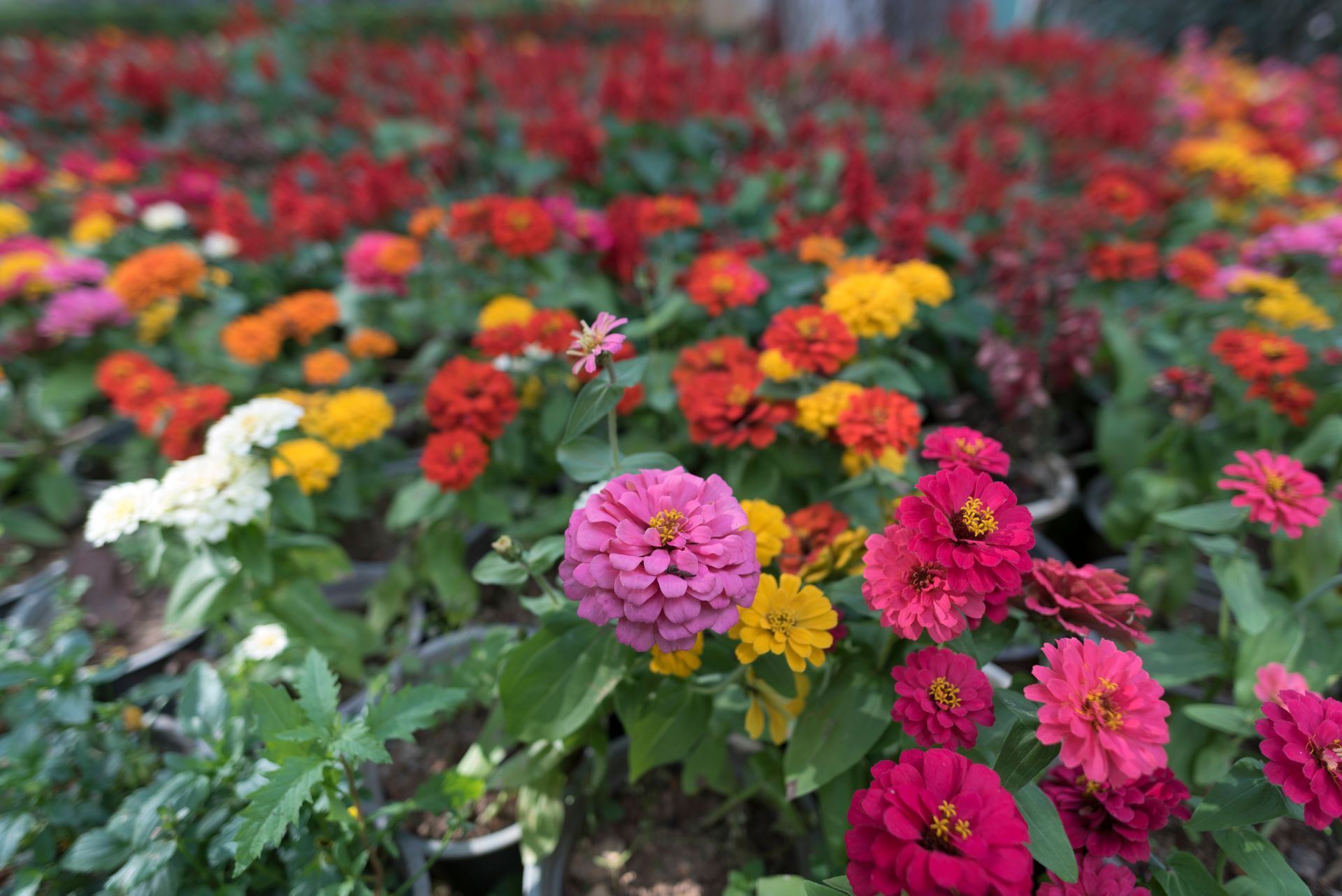 Zinnias grow in abundance at Ostara's Grove Flower Farm in Lunenburg, Vermont