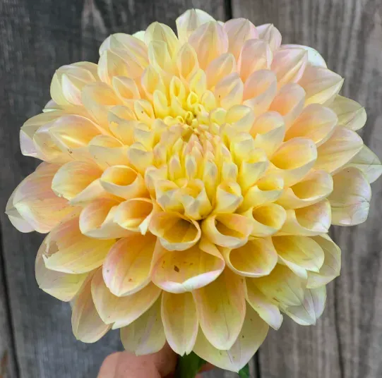 Honeydew