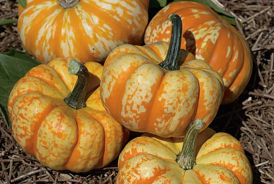 Hooligan Pumpkin