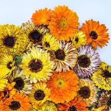 Calendula Playtime