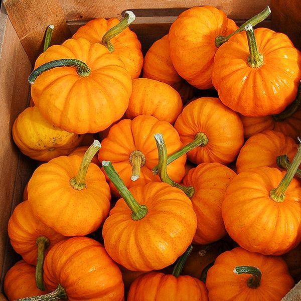 Jack-Be-Little Pumpkin