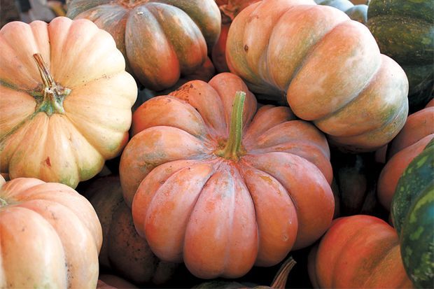 Long Island Cheese Pumpkin