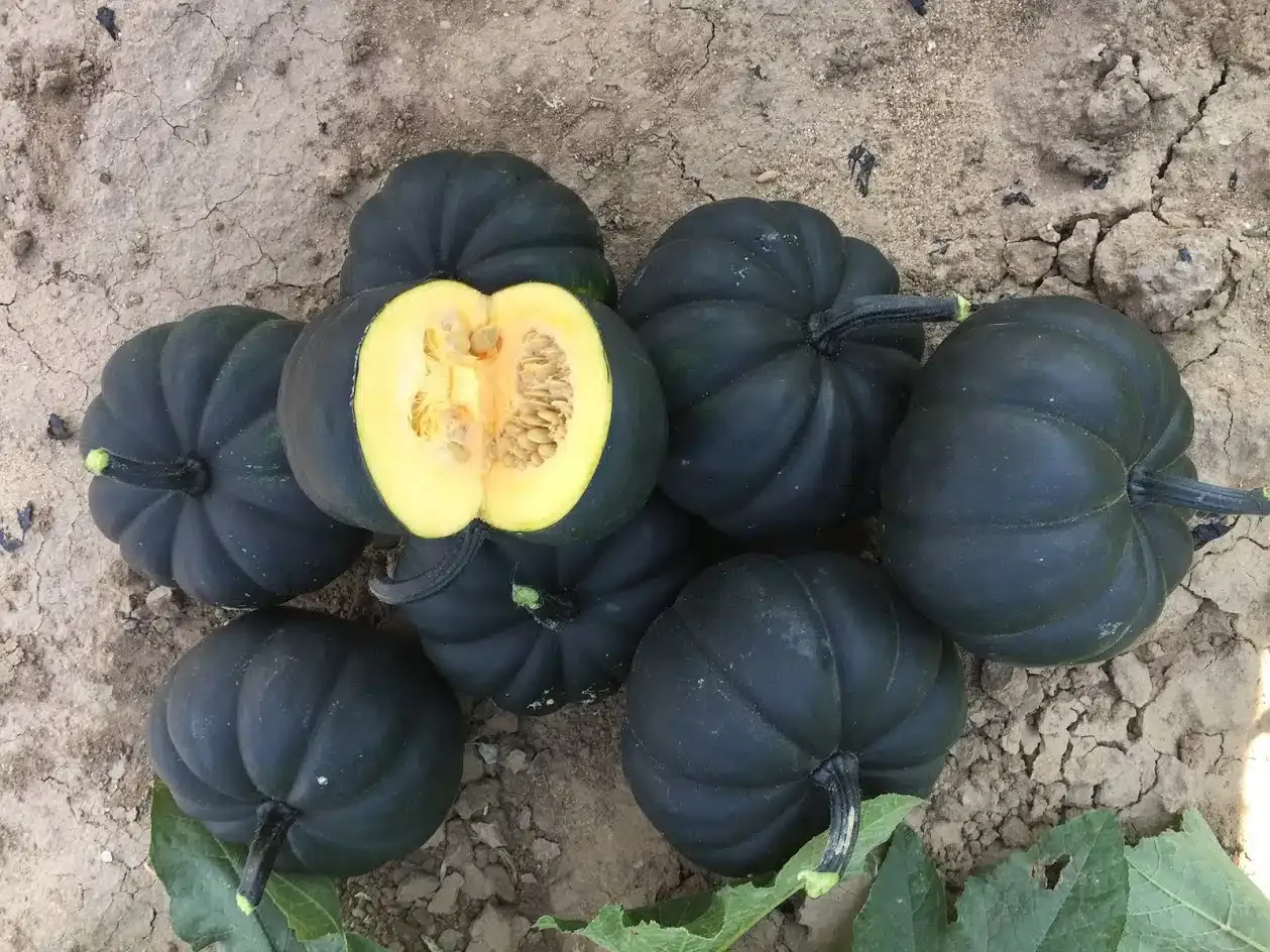 Midnight Pumpkin