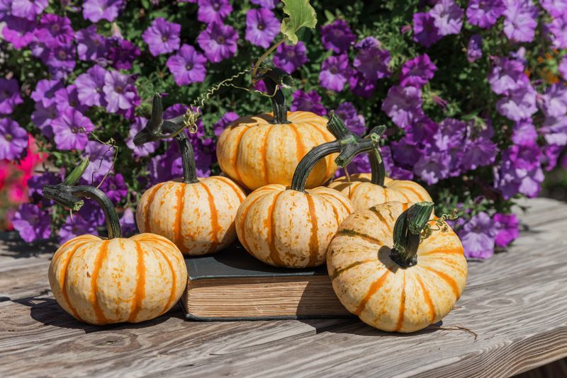 Orange Peel Pumpkin