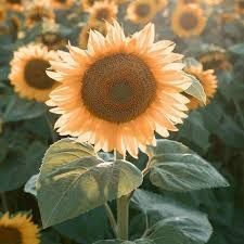 ProCut Peach Sunflower
