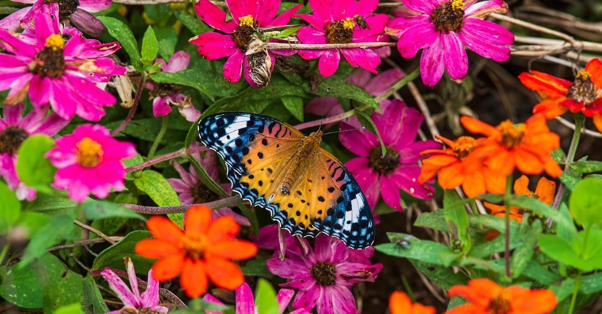 An Indian Fritillary Butterfly feeds on pollen at a Flower Farm