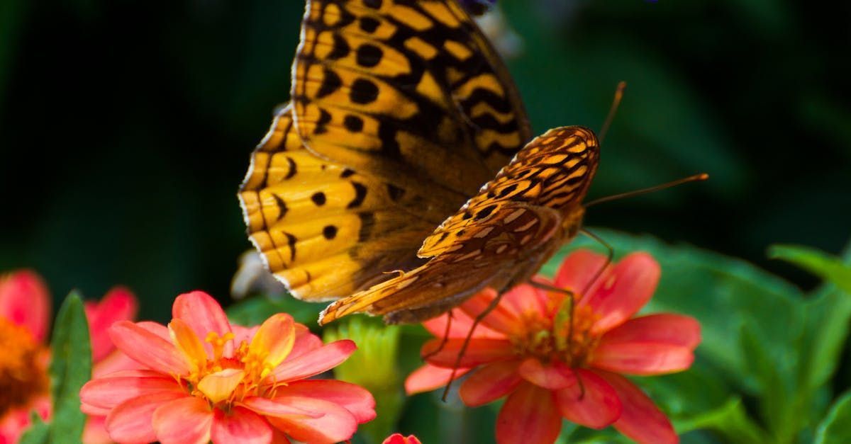 A fritillary butterfly rests on a flower at Vermont flower farm Ostara's Grove