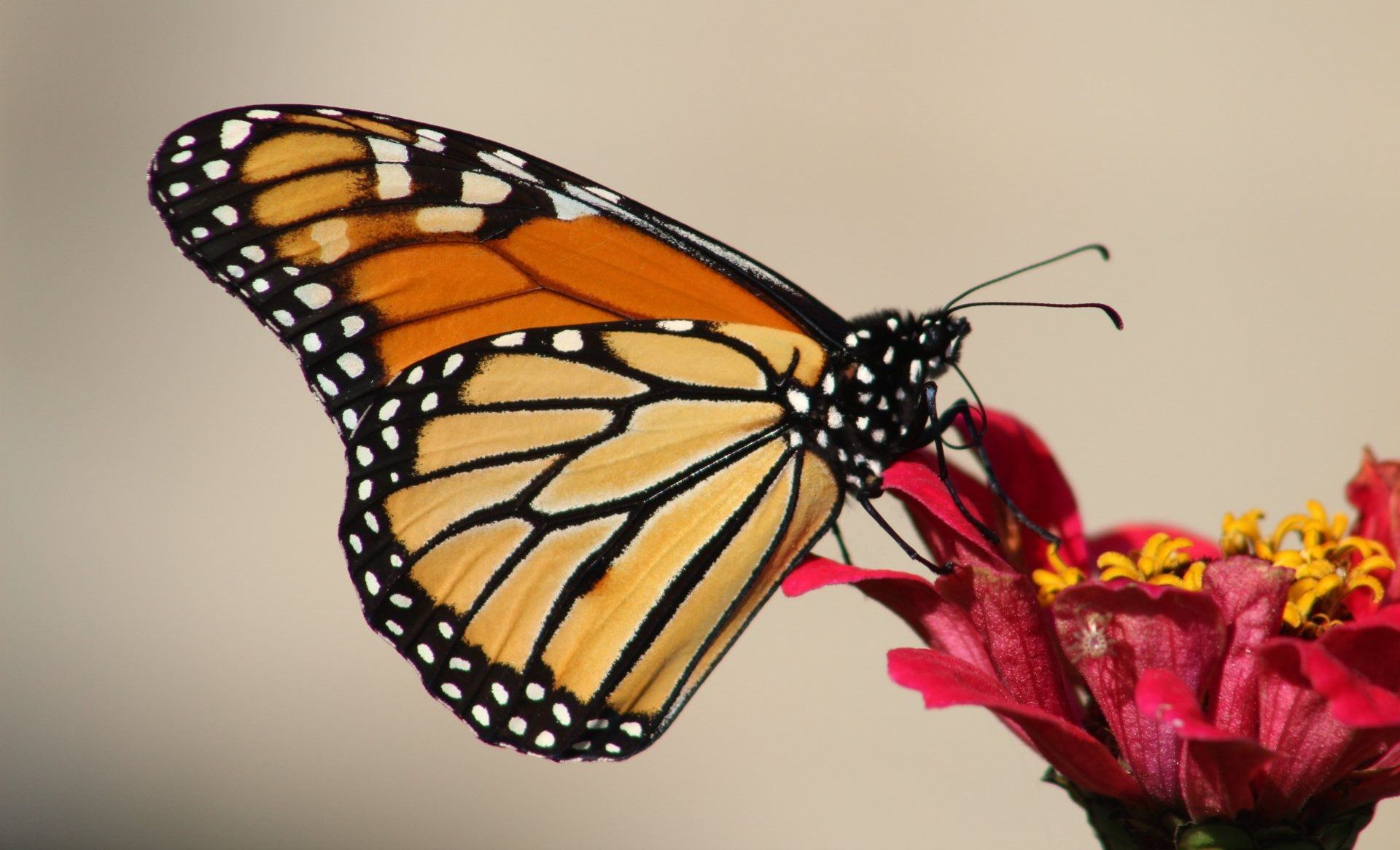 A monarch rests on a zinnia at Ostara's Grove Flower Farm in Lunenburg, Vermont