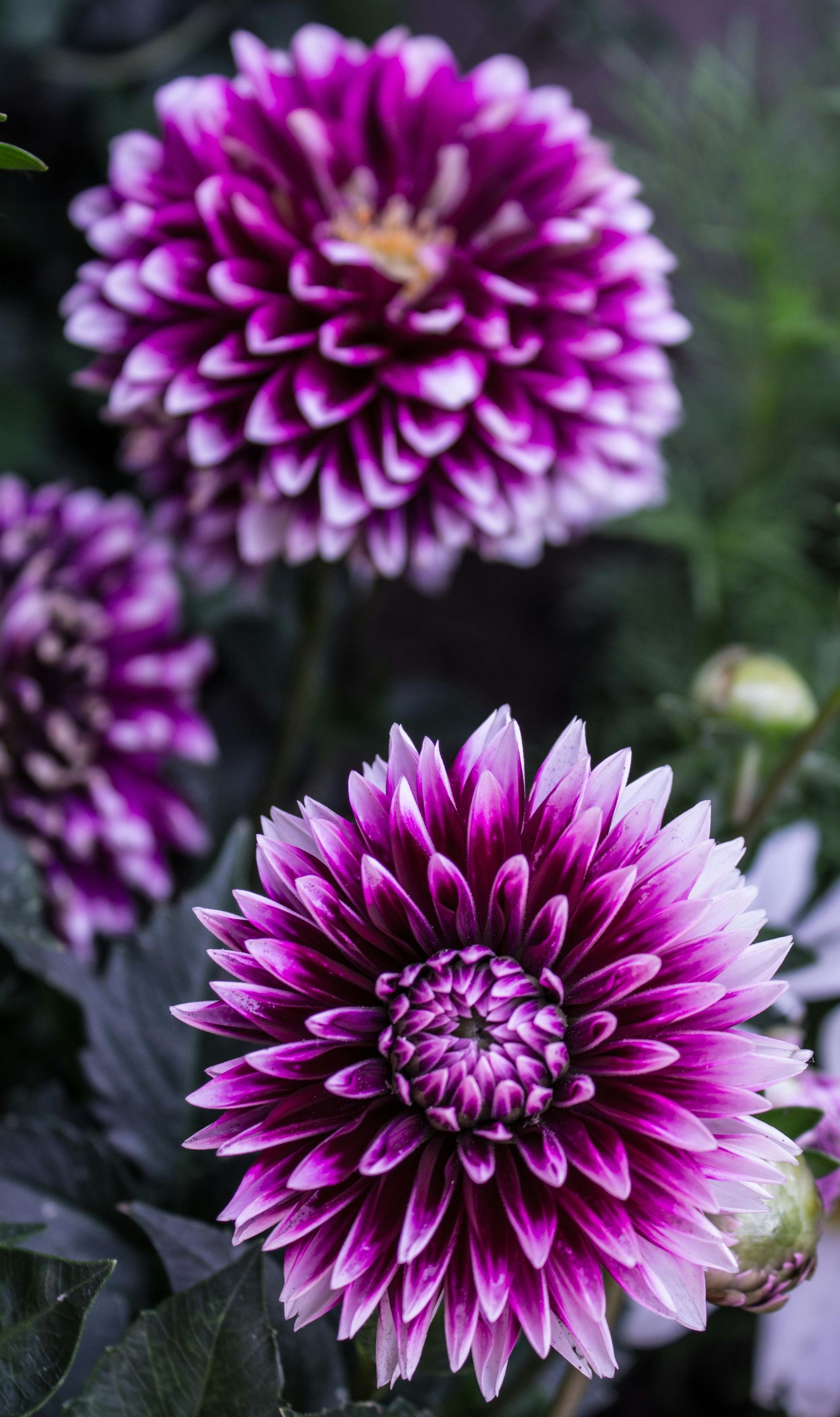Purple dahlia cut flowers from Ostara's Grove, Vermont flower farm in Lunenburg