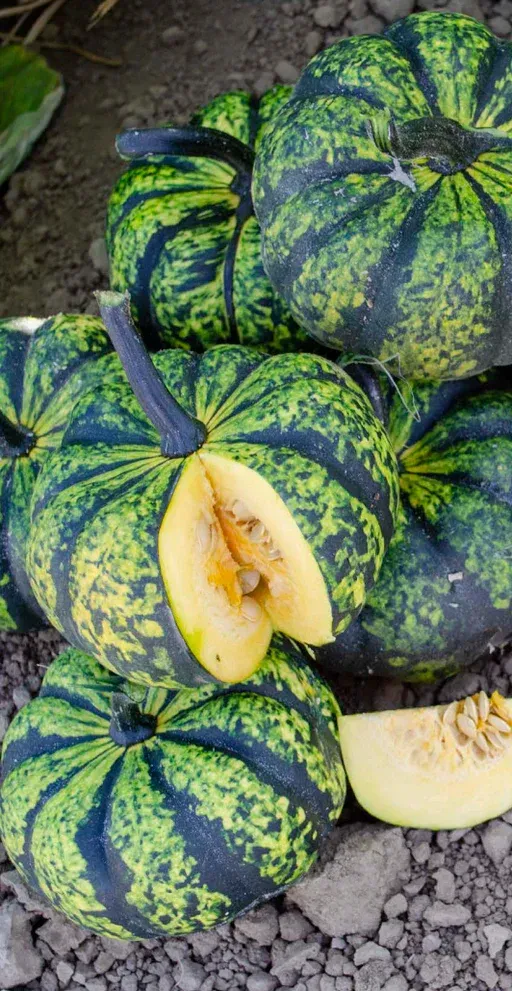 Phantomita Pumpkin