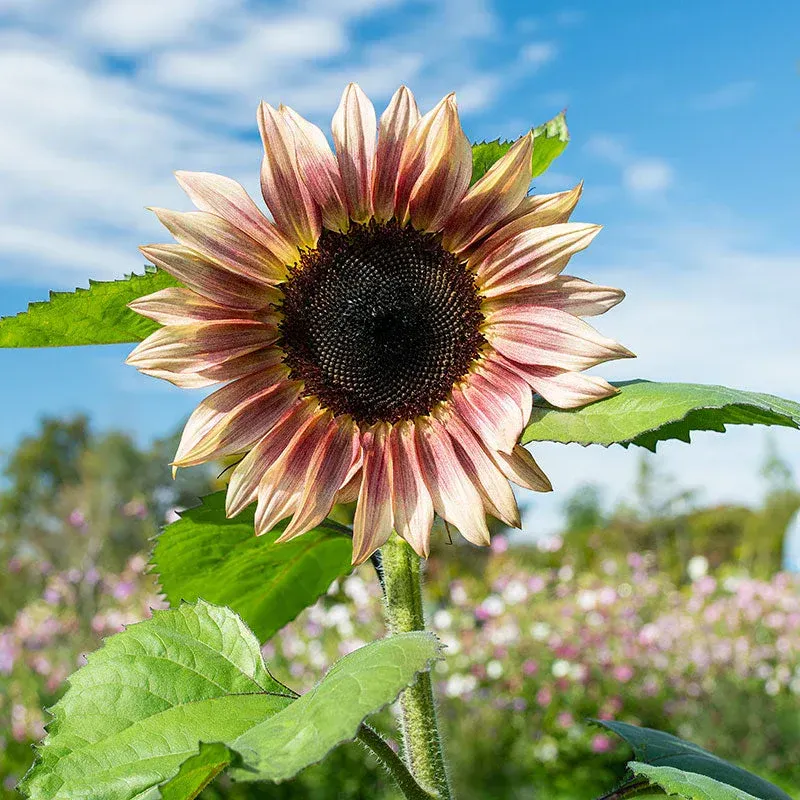 ProCut Plum Sunflower