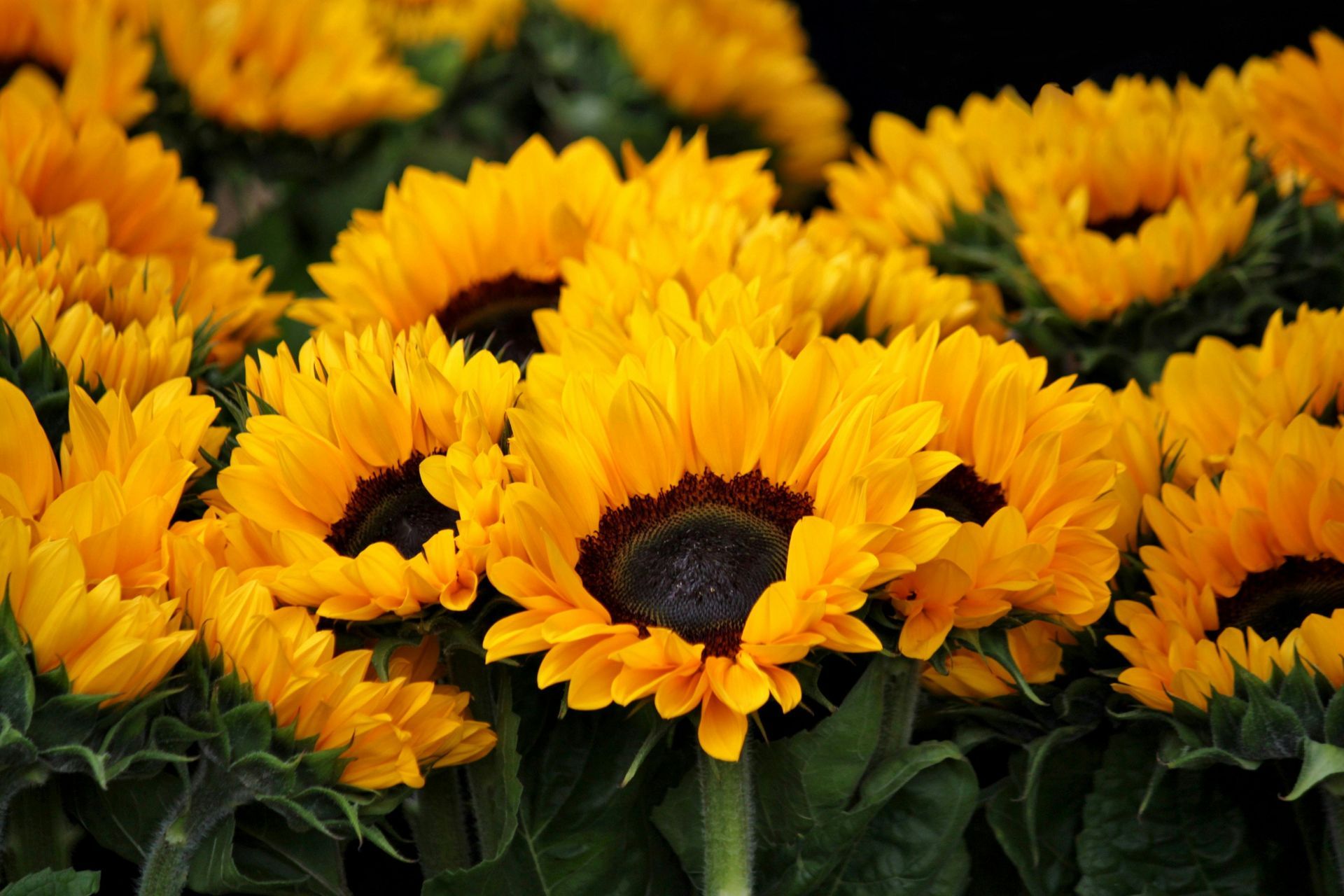 Cut sunflowers at Ostara's Grove, Vermont flower farm in Lunenburg