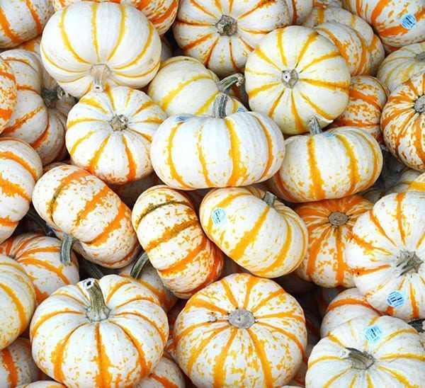 Tiger Stripes Pumpkin