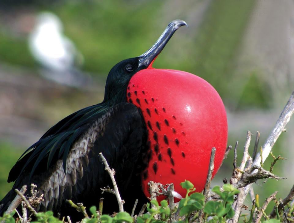 Male frigatebird with a large, inflated red throat pouch; black plumage, perched in shrubbery.