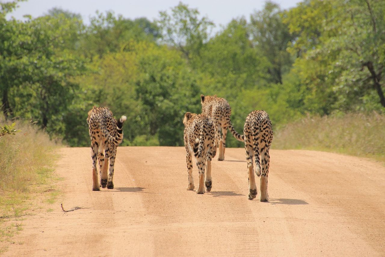 A group of cheetahs are walking down a dirt road in Kruger National Park