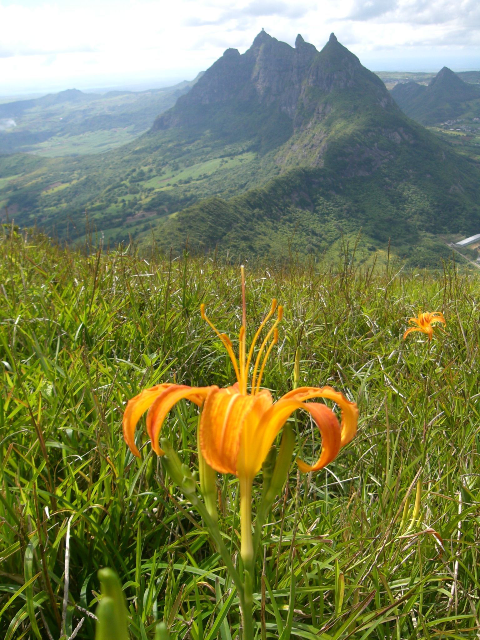 A flower in a field with a mountain in the background Climbing Le Pouce in Mauritius