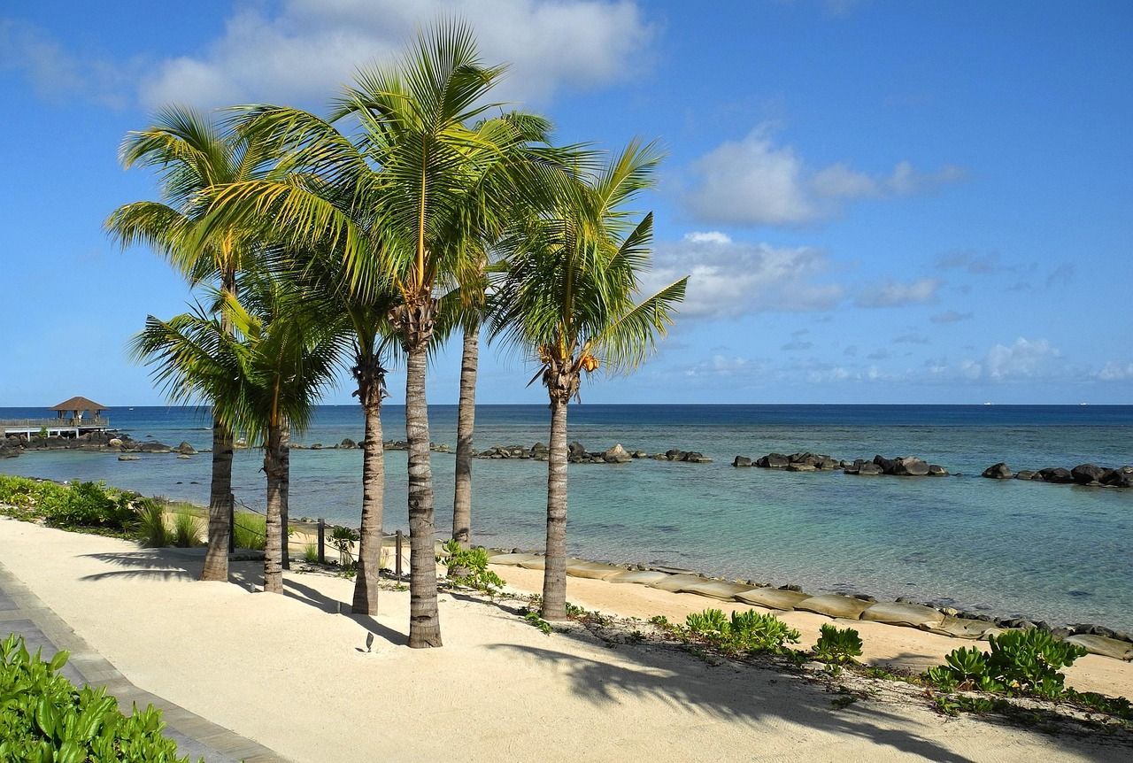 A beach with palm trees and the ocean in the background