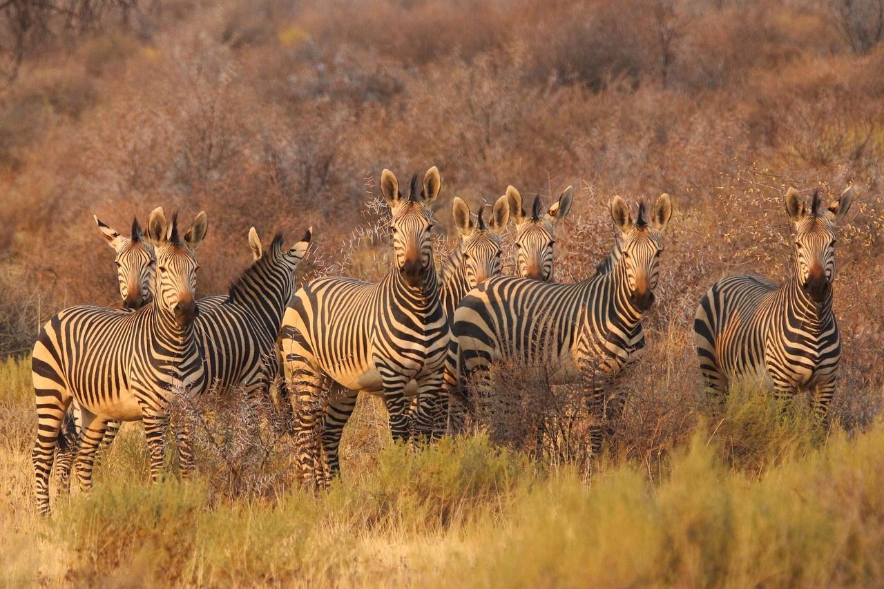 Safari & Wildlife