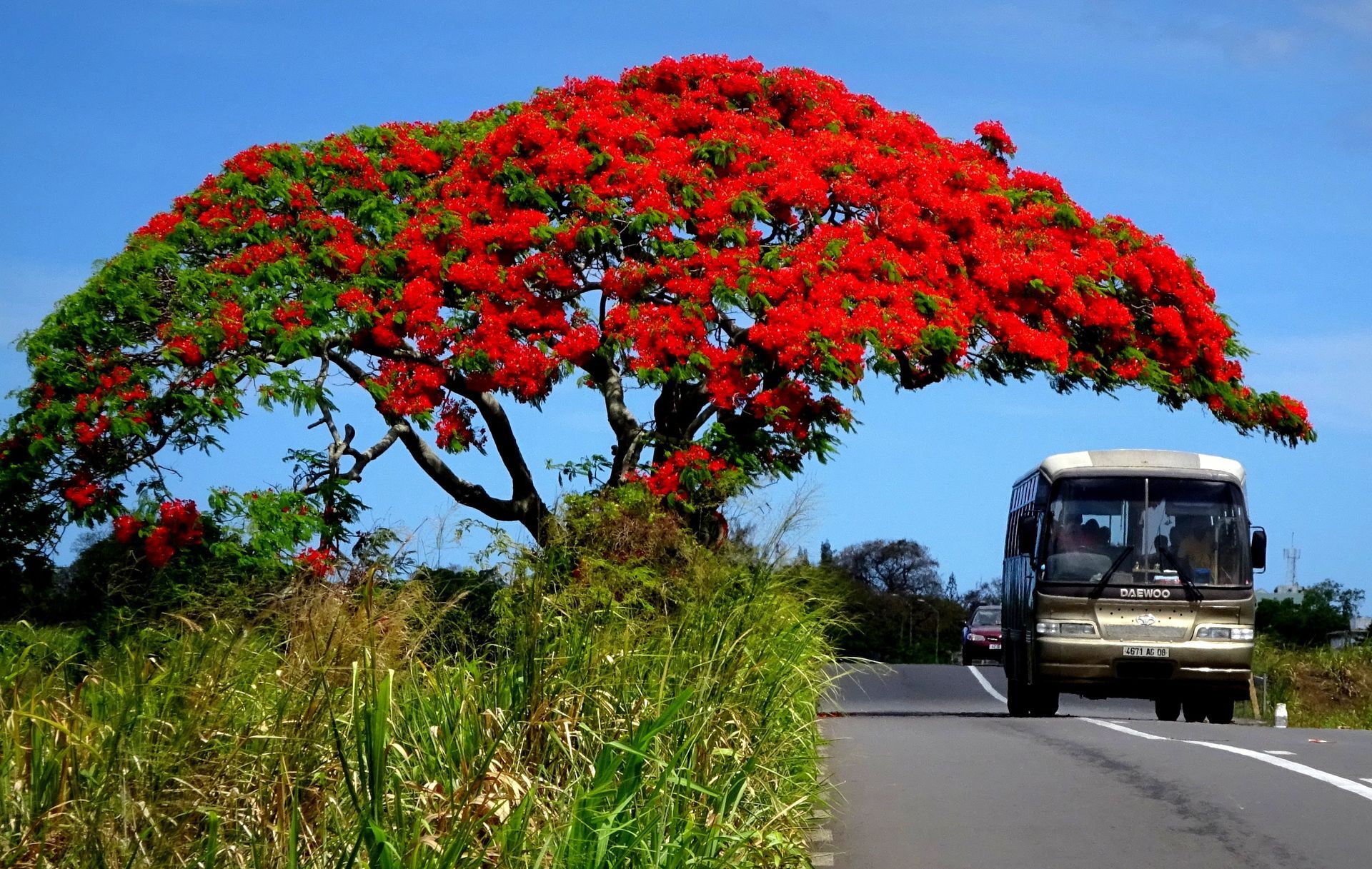A bus is driving down a road next to a tree with red flowers in Mauritius