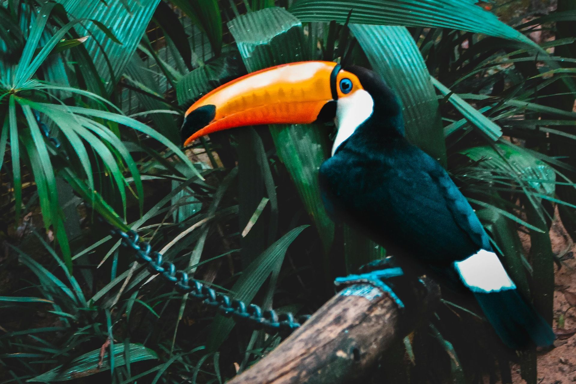A toucan with a large orange and black beak perched on a branch. The bird has black feathers, white markings in forest.