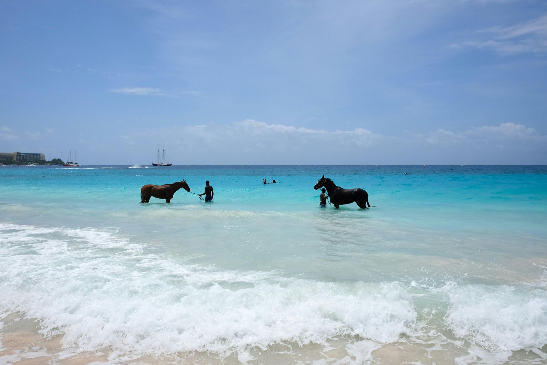 Two dark horses and a person stand in shallow turquoise ocean water on a sunny beach.