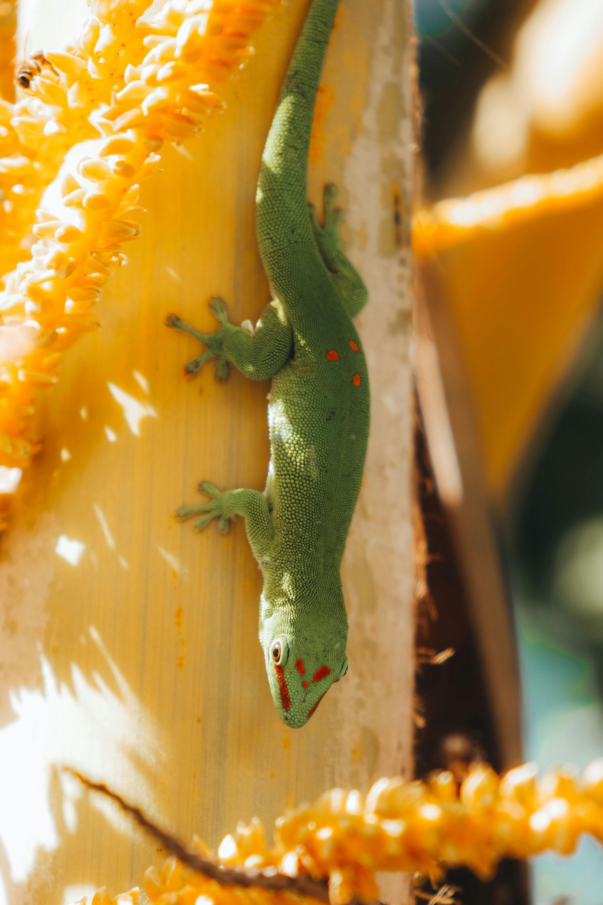A green lizard is sitting on a yellow flower.
