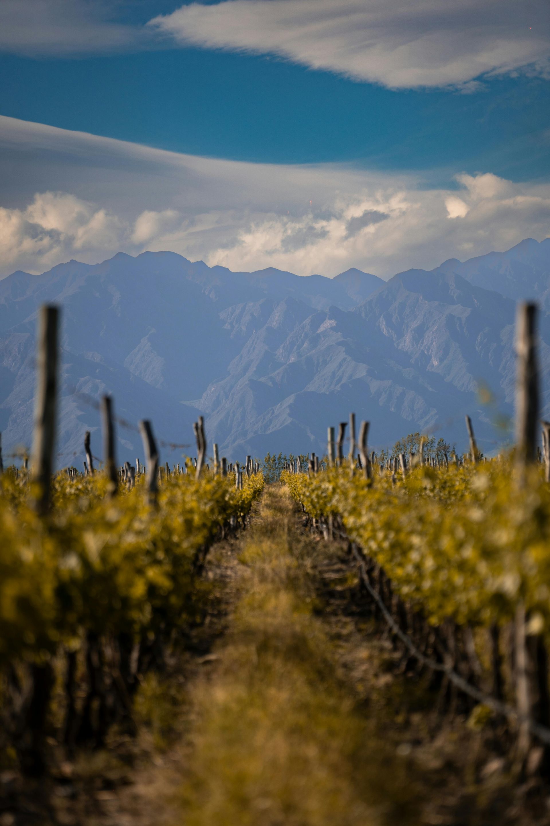 Rows of grapevines in a vineyard lead to distant mountains under a cloudy sky.
