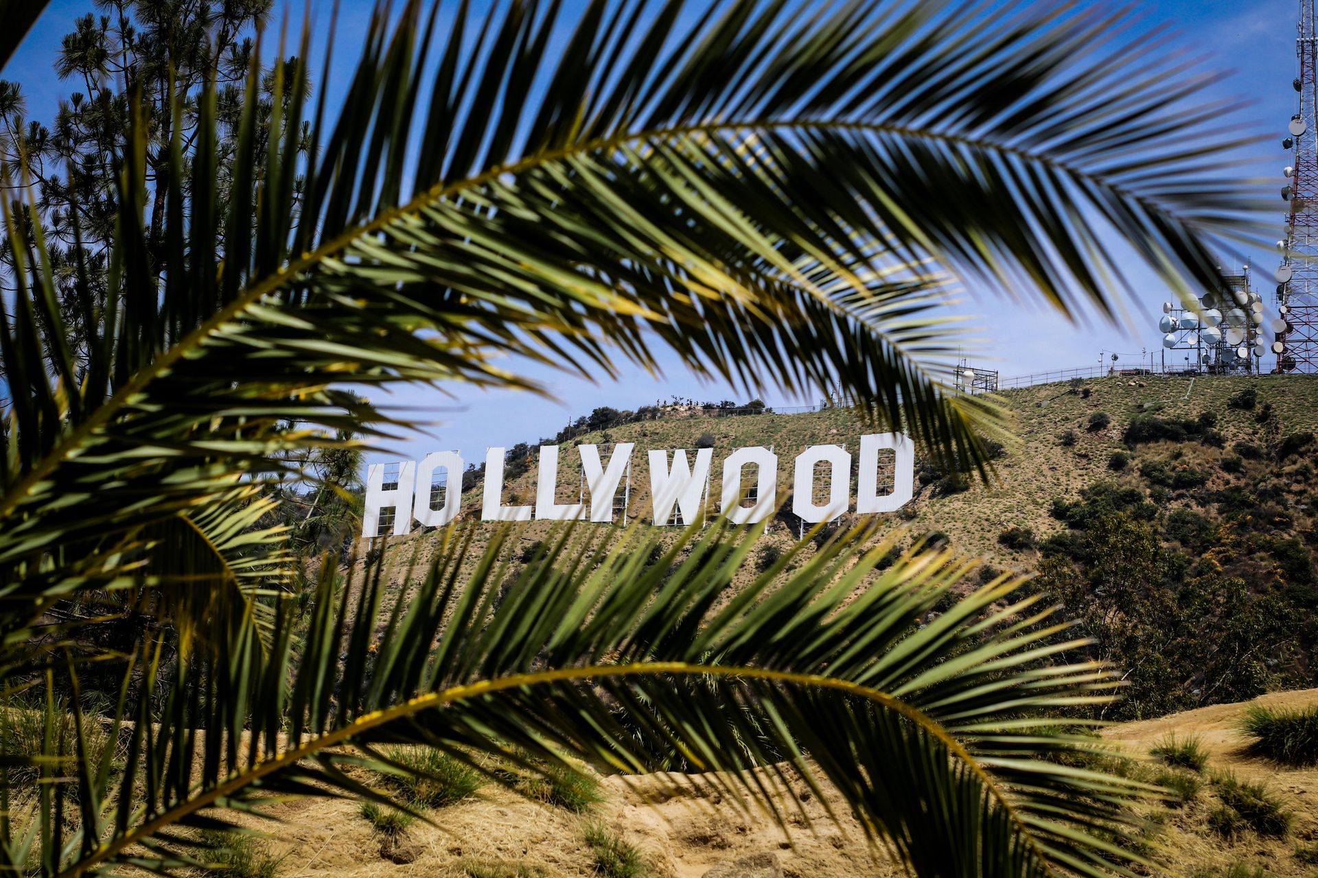 Hollywood sign on a hillside, viewed through palm fronds, blue sky in background.
