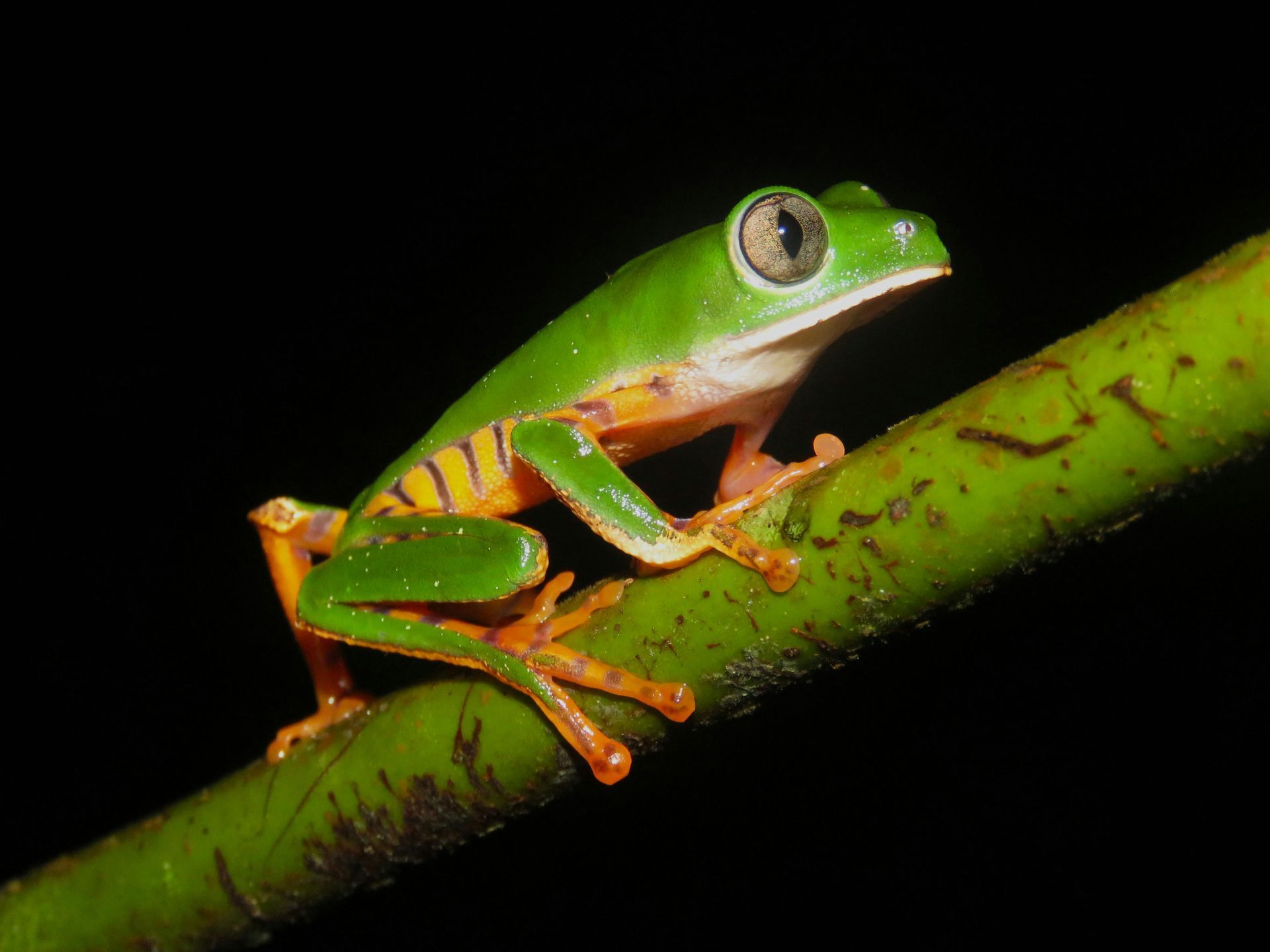 Green and orange frog with large eyes perched on a green branch against a black background.