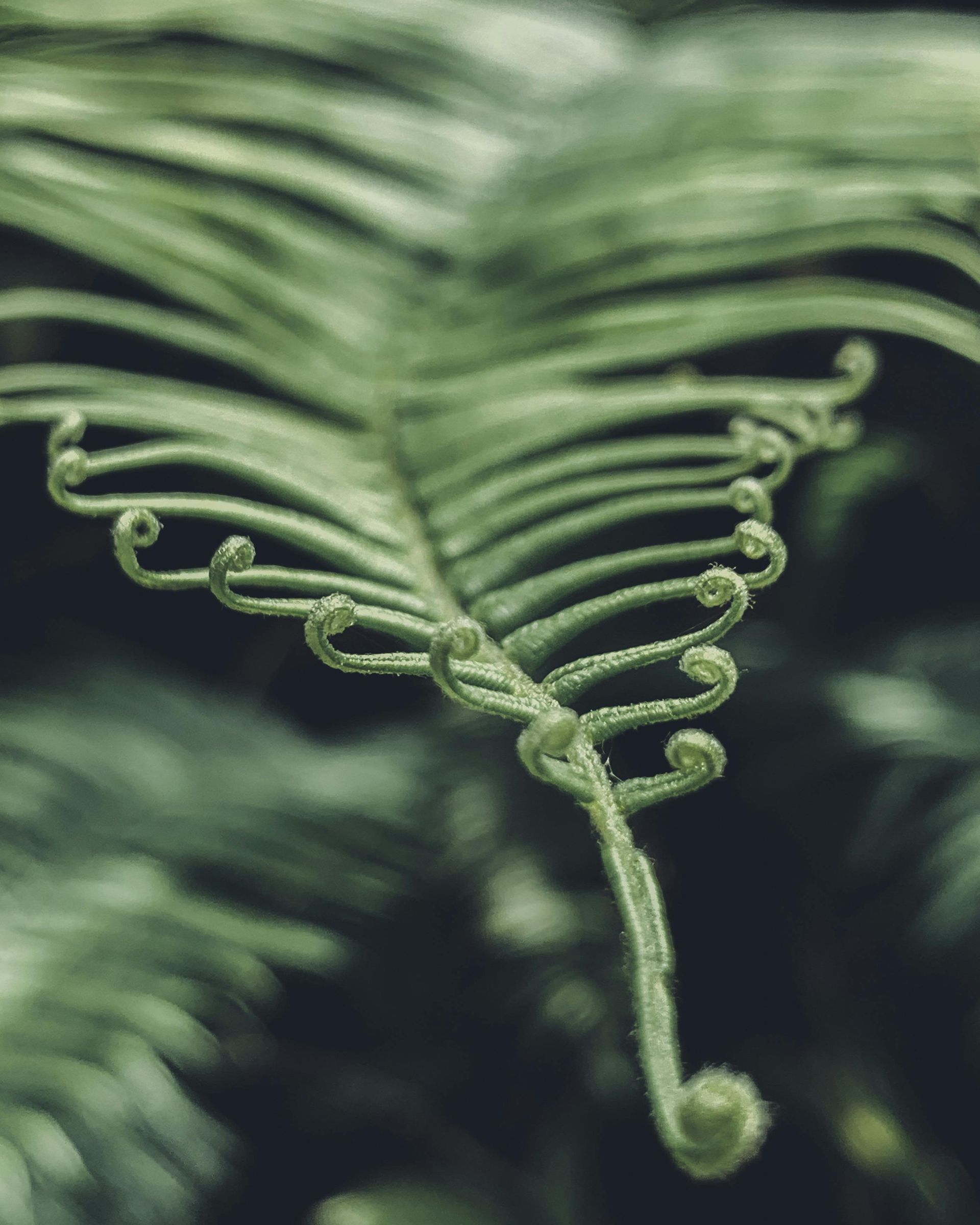Close-up of a fern leaf unfurling, with delicate, tightly coiled spirals in shades of green.