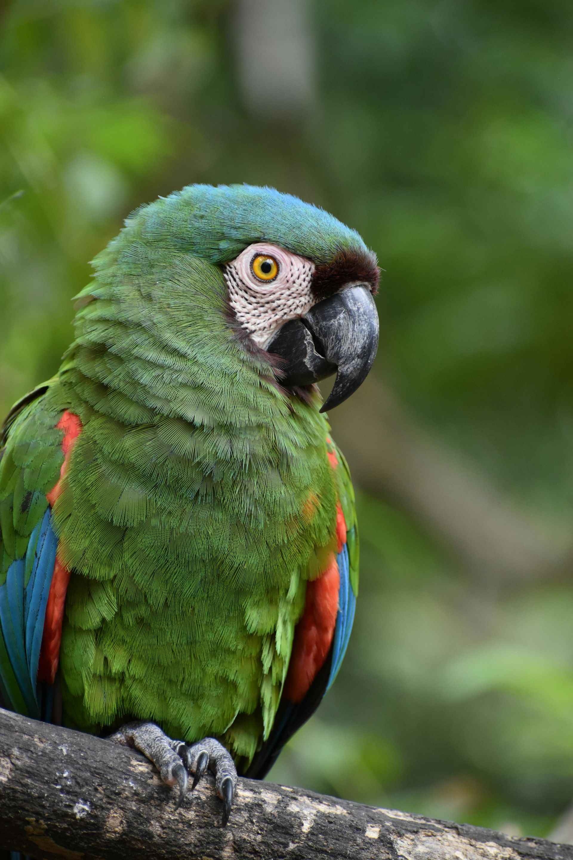 Green military macaw perched on a branch with blue wing accents, looking right.