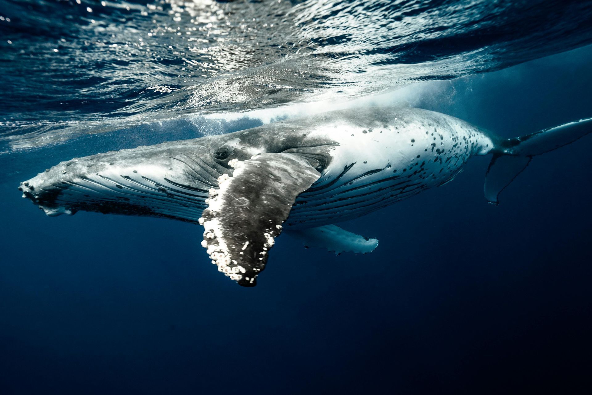 A humpback whale is swimming underwater in the South Pacific Ocean.