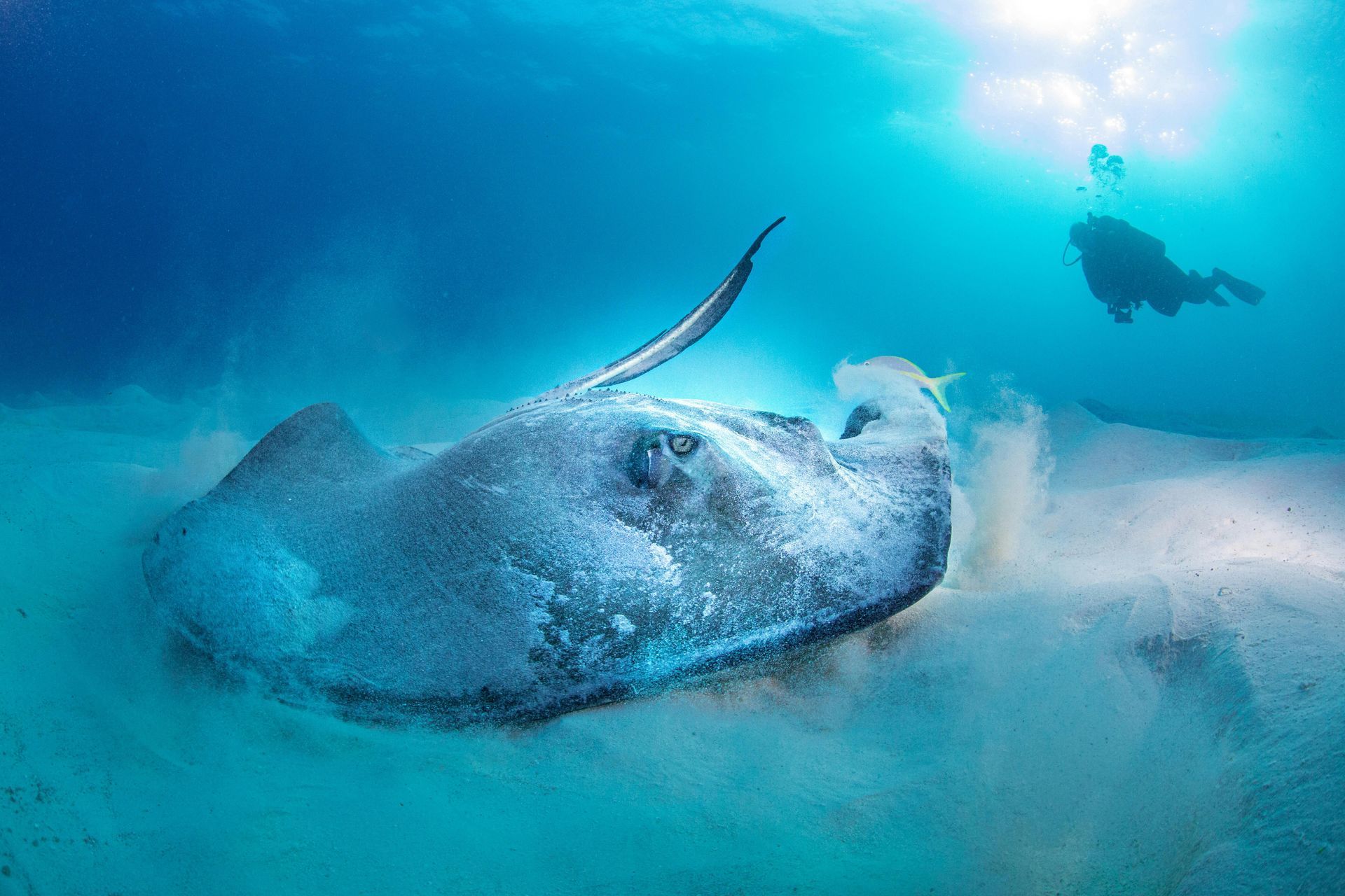 Large stingray stirs up sand as a diver watches in turquoise water, sunlit from above.