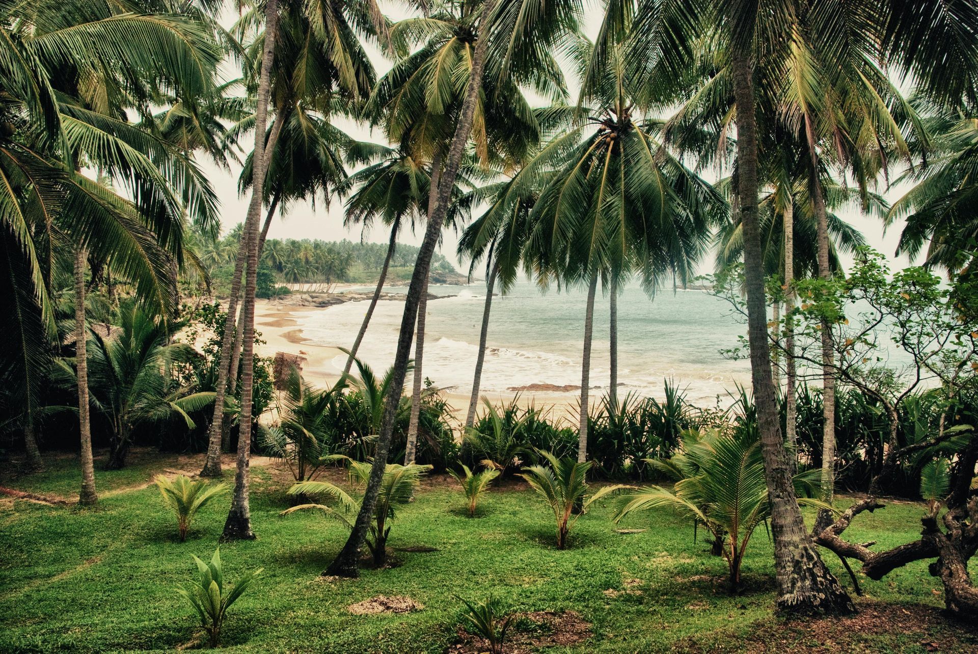 A lush green field with palm trees and a beach in the background in Sri Lanka