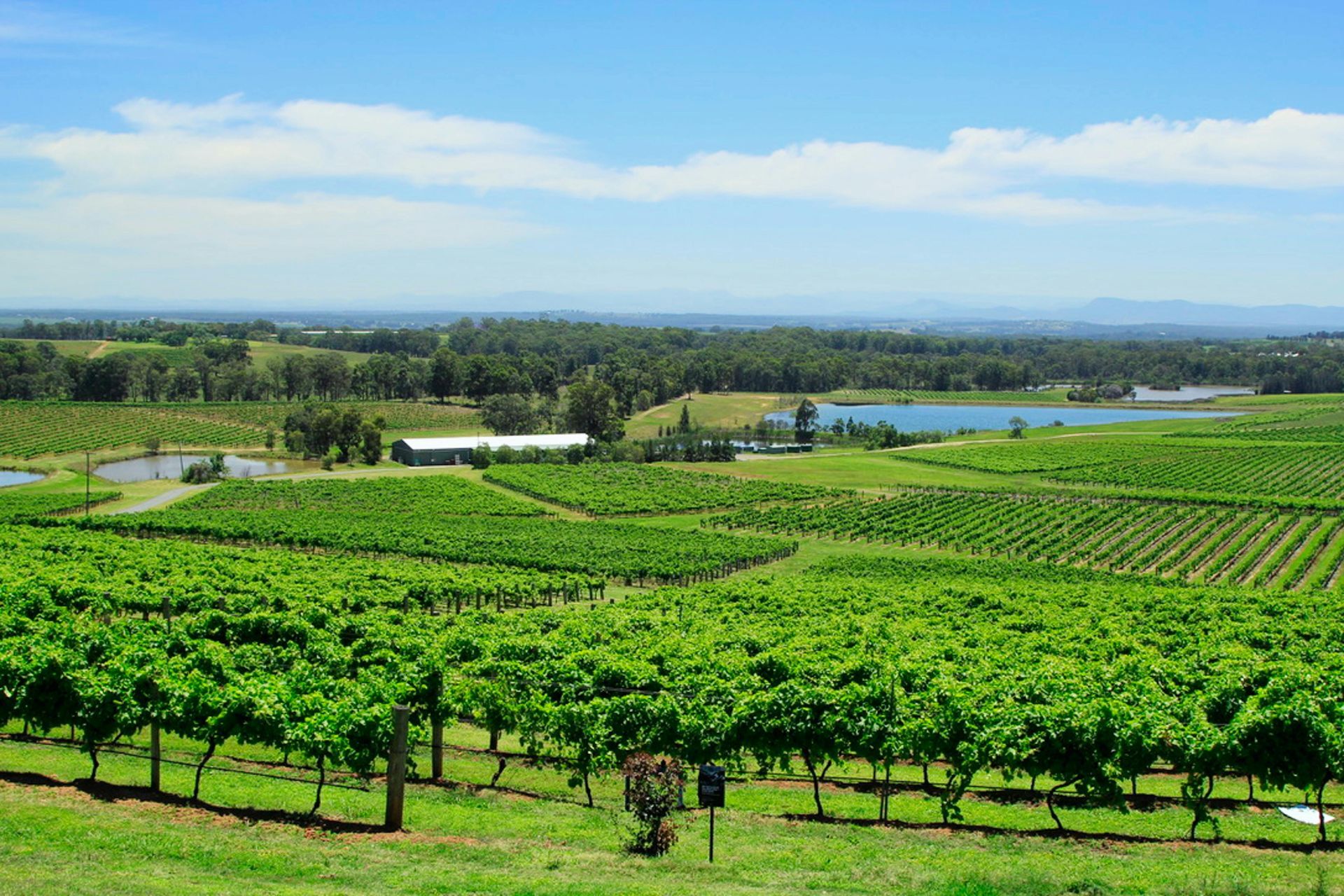 A view of a vineyard with a lake in the background in Cape Winelands