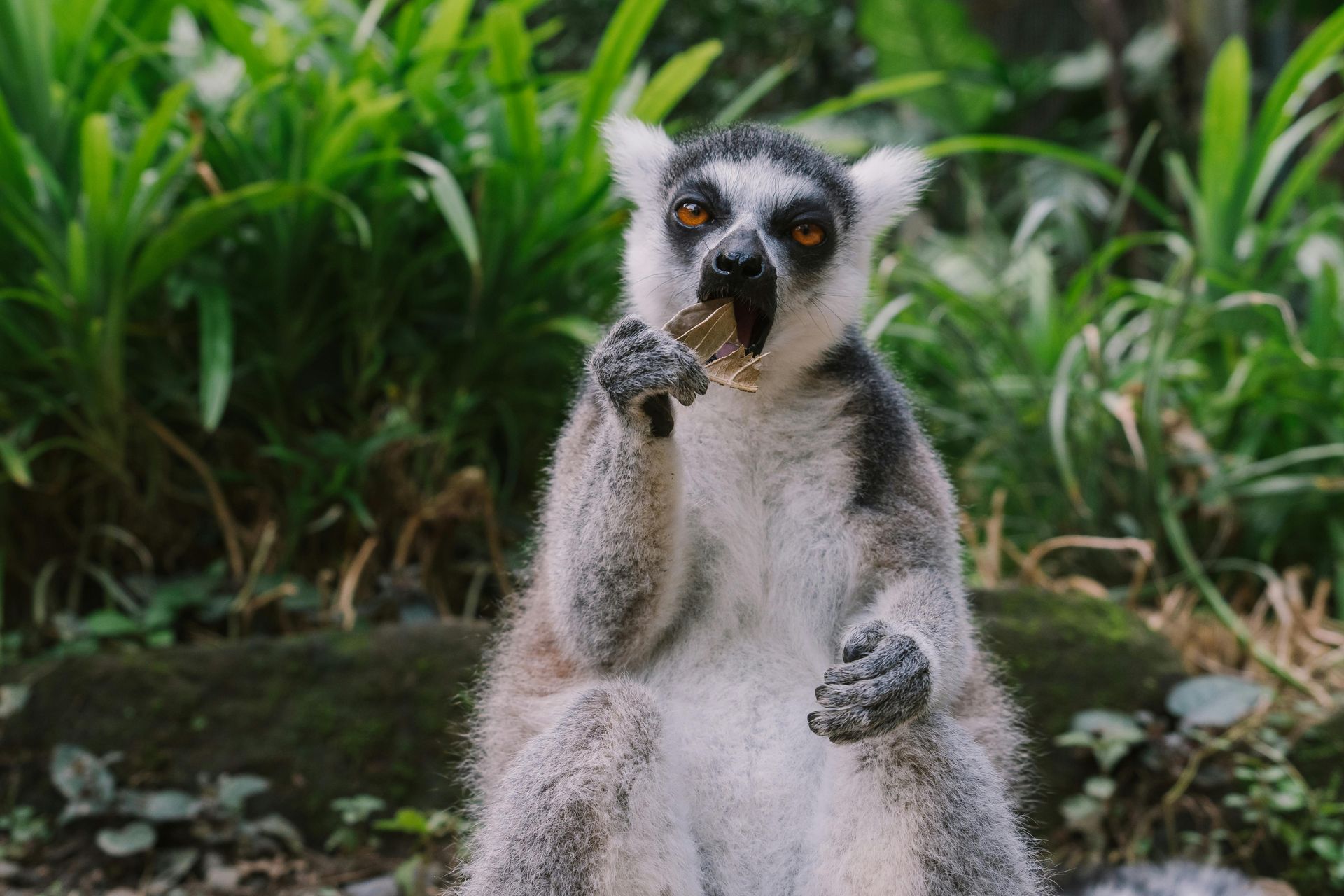 A lemur is sitting on a rock eating a piece of food.