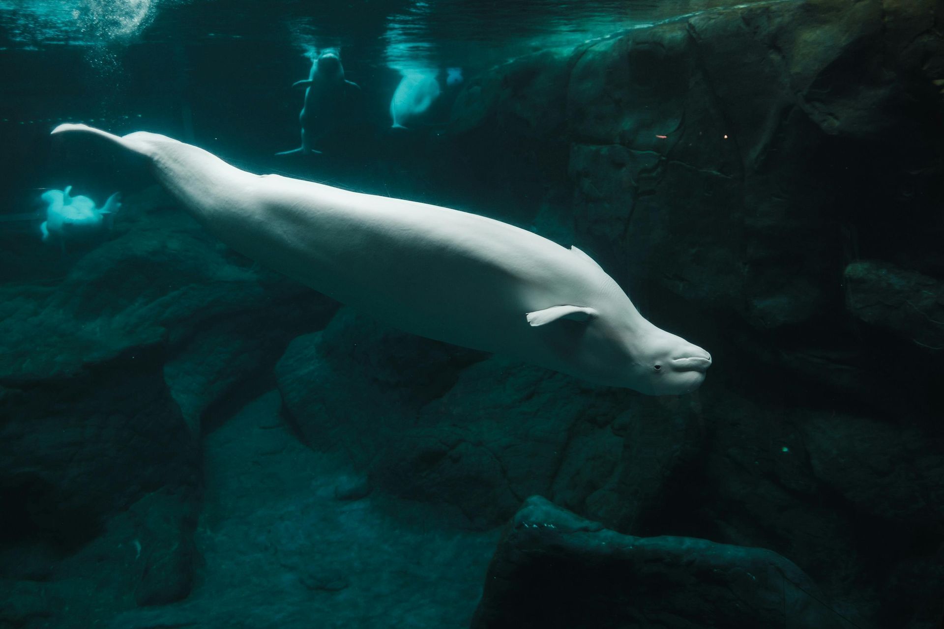 A white beluga whale swims gracefully underwater near dark rocks in a dim, teal-colored environment.