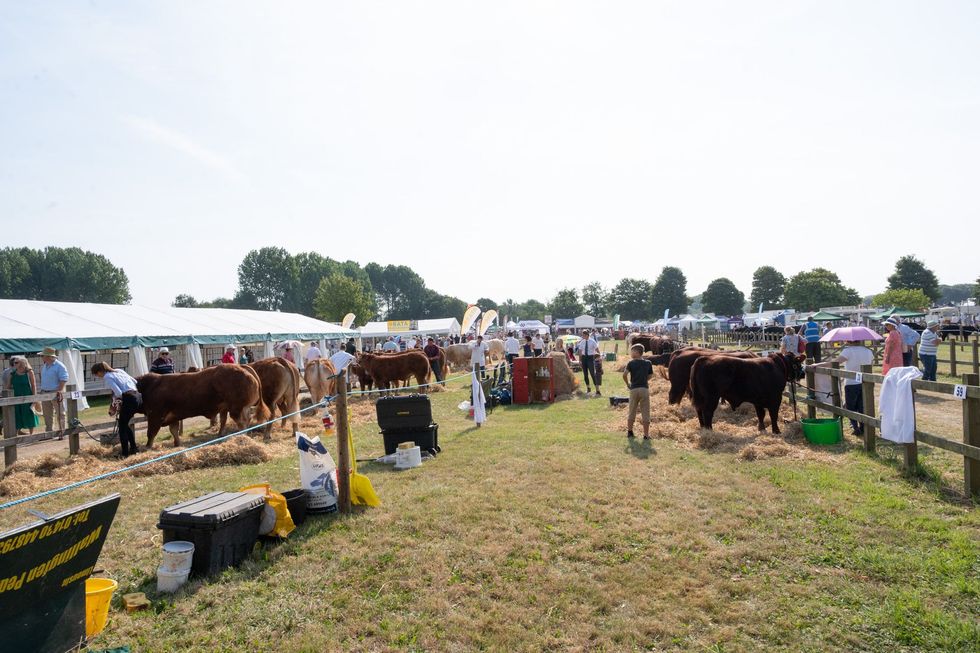 Cattle at an outdoor livestock show with people and tents lining a grassy field