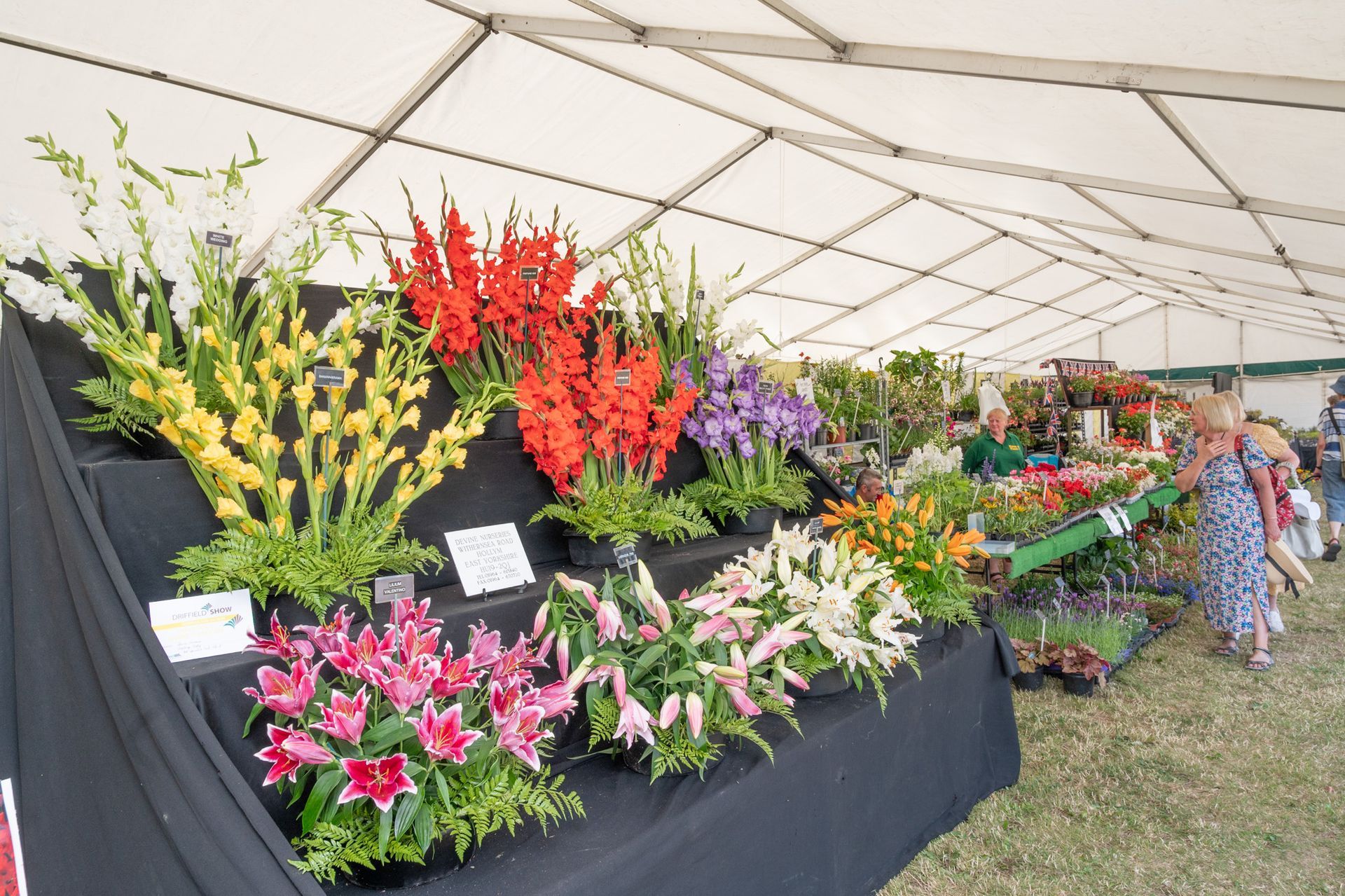 Flower display under a tent with colourful blooms on black drapes, and a person browsing nearby