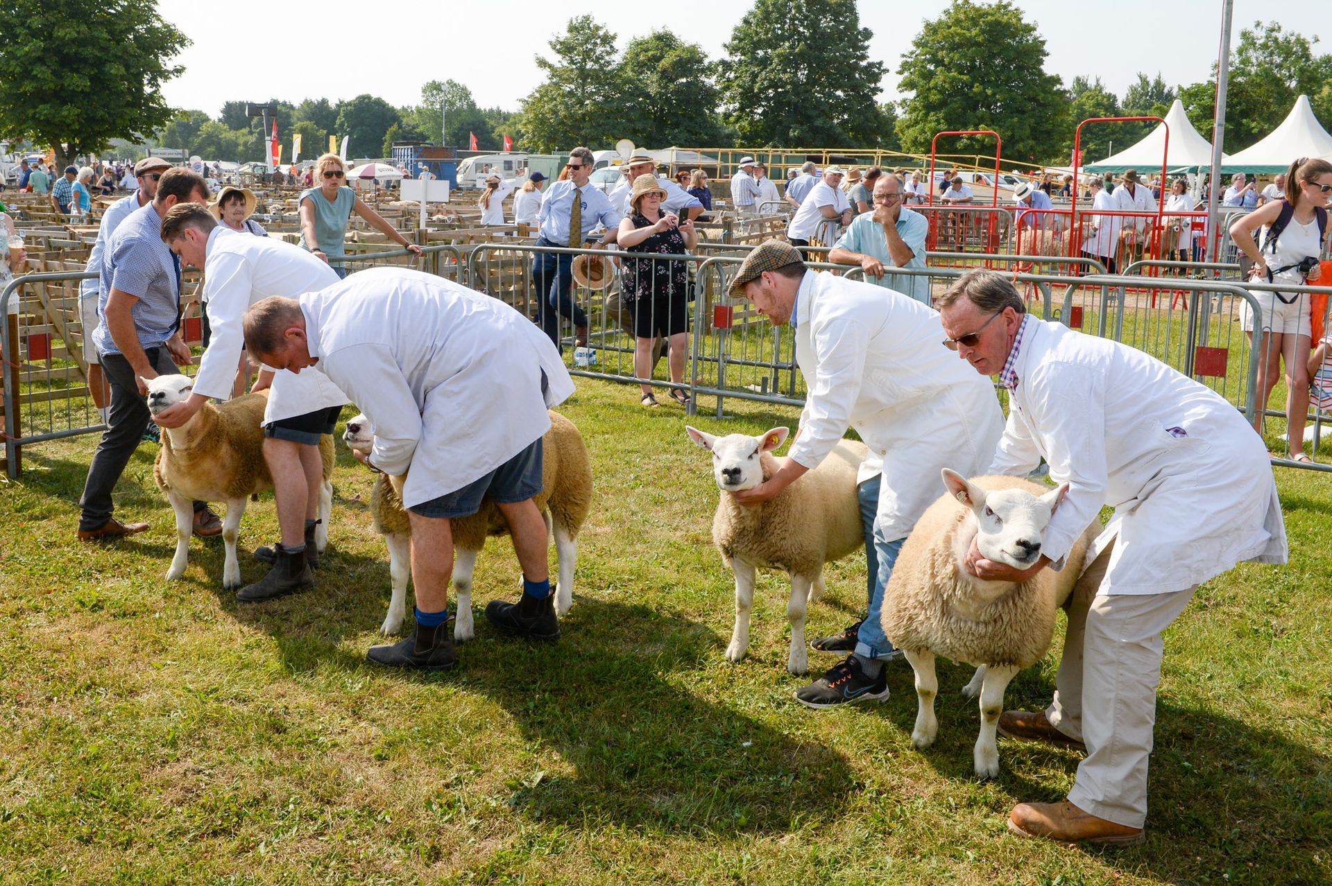 People showing sheep at an outdoor livestock competition, with handlers in white coats and a crowd behind fencing