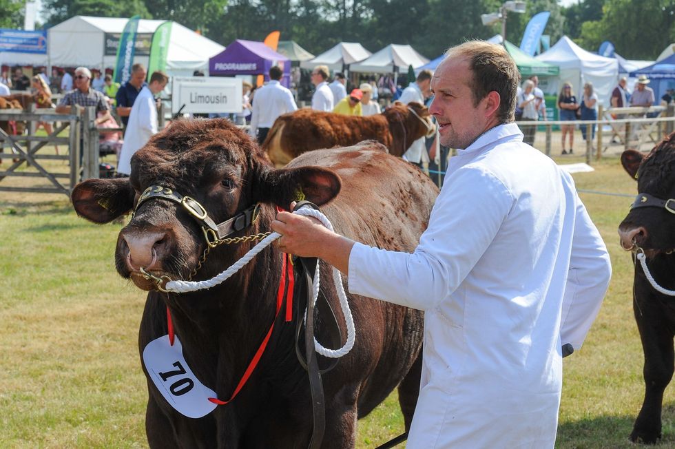 Man in white coat holding a brown cow at a livestock show with tents in the background