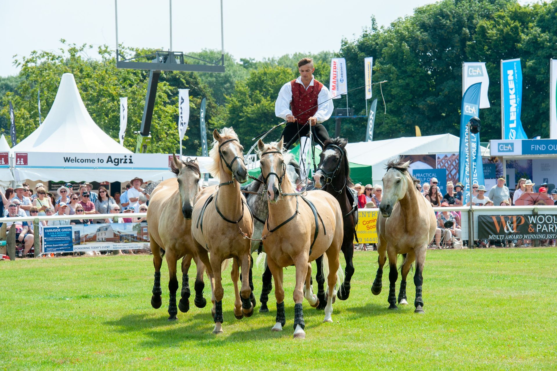 Horse-drawn carriage team on a grassy field at an outdoor event, driver standing on the carriage