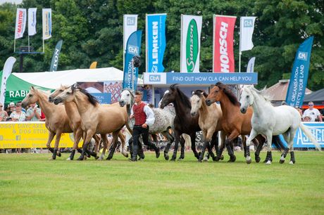 Group of horses and riders racing across a grassy track at an outdoor event