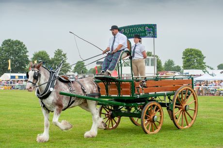 Horse-drawn wagon with two drivers at an outdoor fair, pulled by a white draft horse on grass.