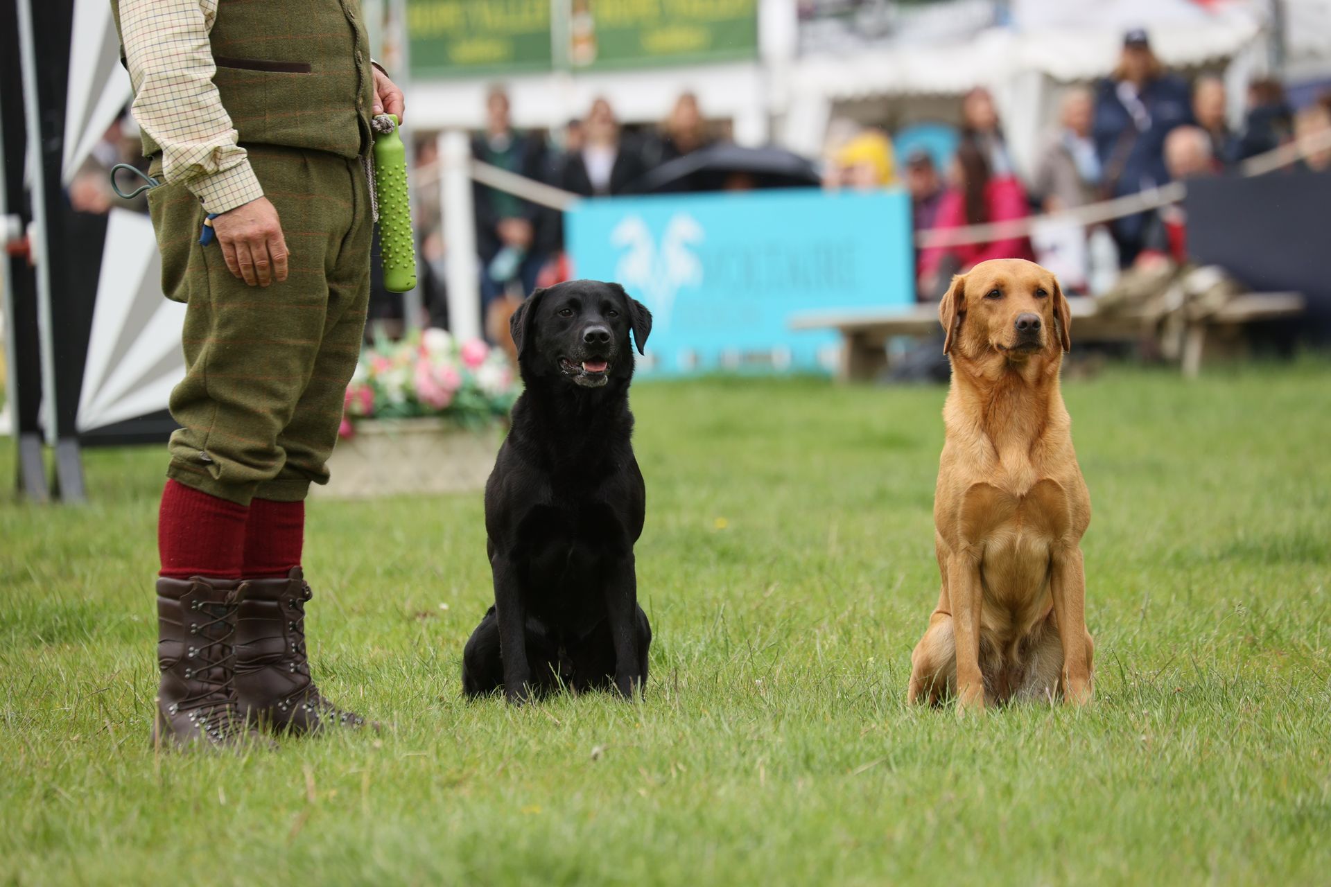 Two dogs sitting on grass beside a person at an outdoor event