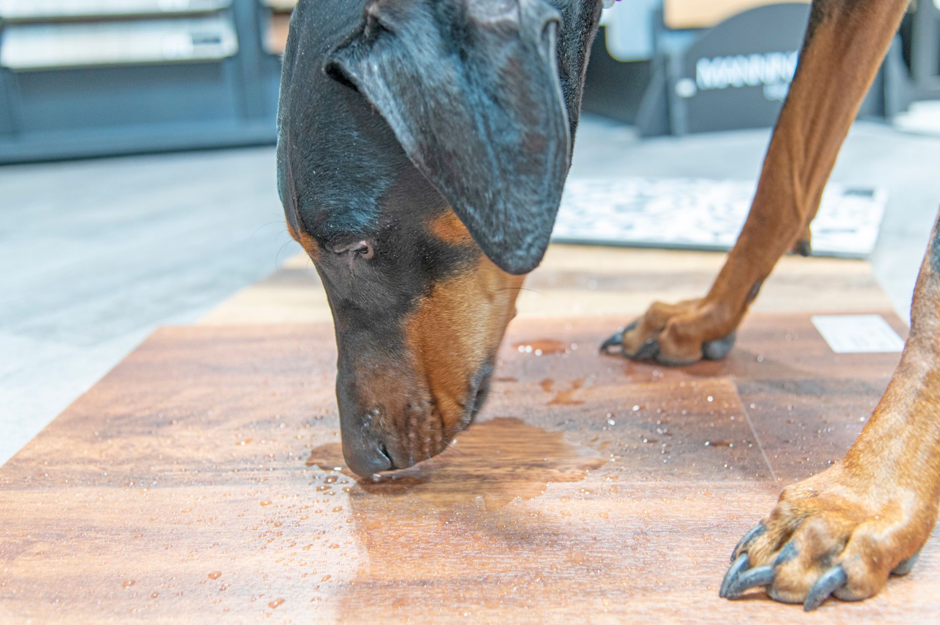 A Doberman Pinscher sniffs a puddle of water on a light brown wooden floor in a store setting.