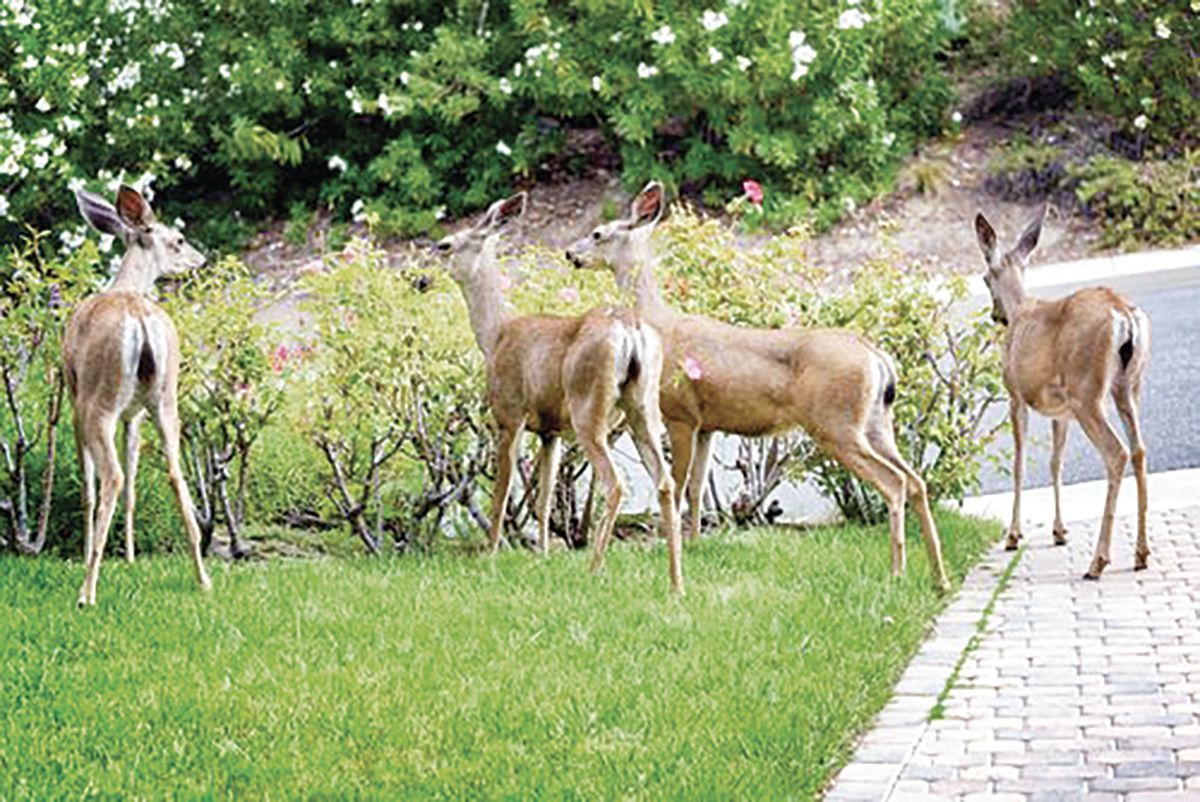 Four deer stand on a grassy lawn next to a paved walkway in front of green shrubs.