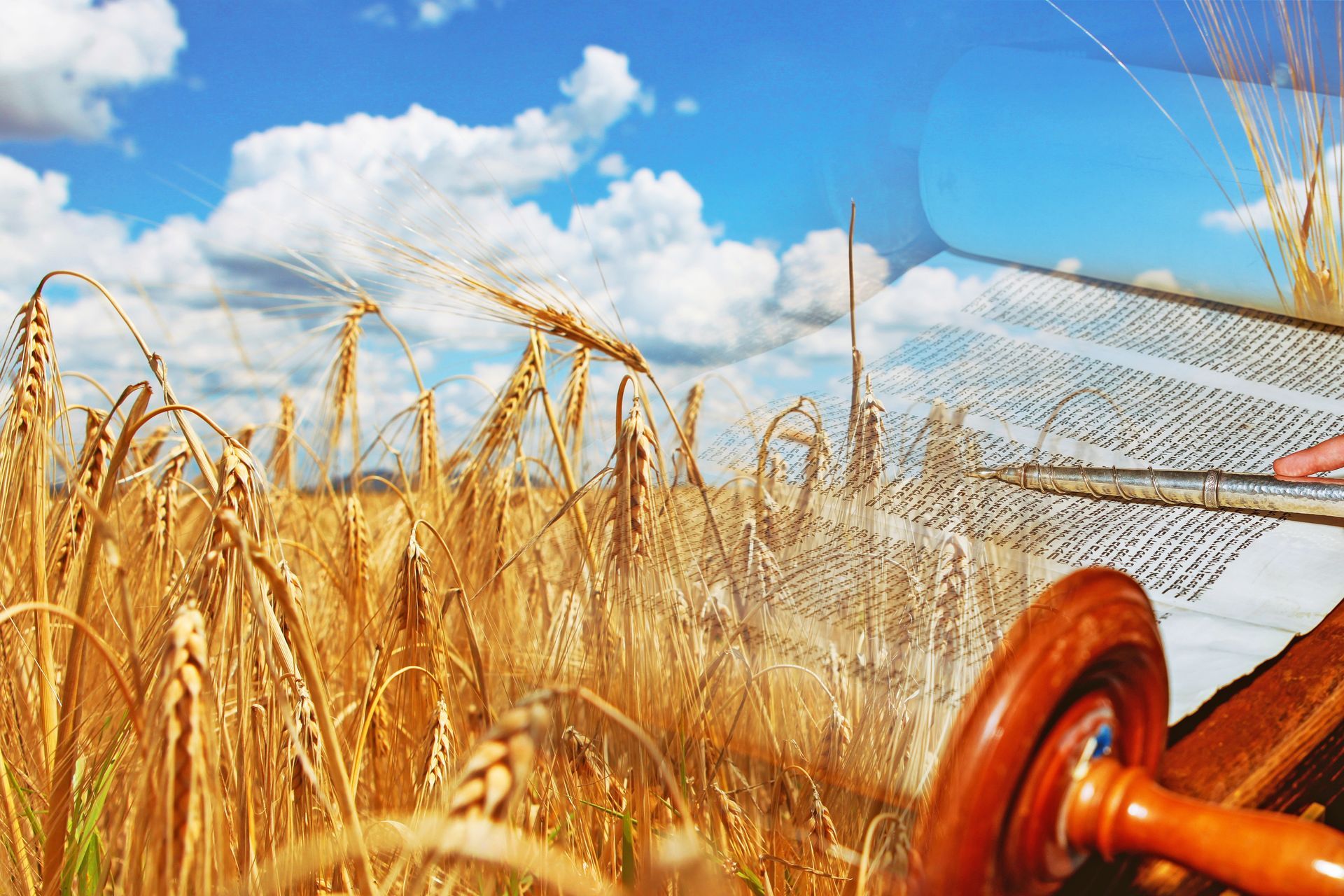 A Torah scroll being unrolled against a backdrop of a bright blue sky and a field of golden wheat.