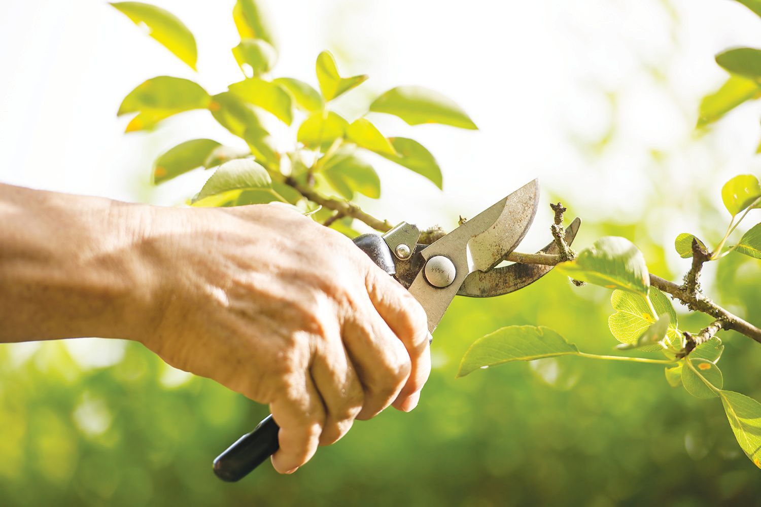 A hand uses sharp gardening shears to prune a thin, leafy green branch in a sunlit outdoor setting.